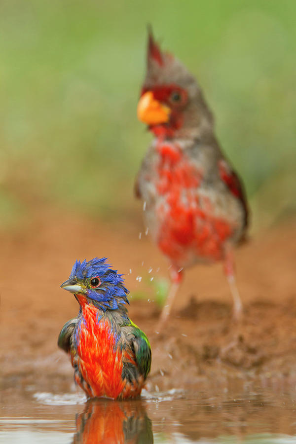 Painted Bunting Passerina Ciris Photograph By Larry Ditto Fine Art