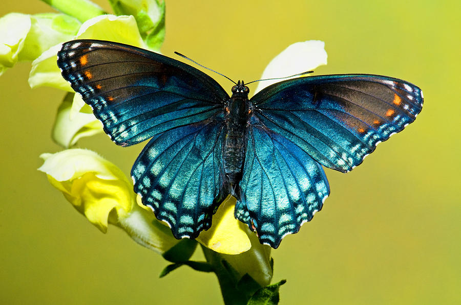 Red Spotted Purple Butterfly Photograph By Millard H Sharp Fine Art