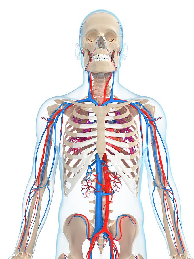 Vascular System Photograph By Sciepro Science Photo Library Fine Art