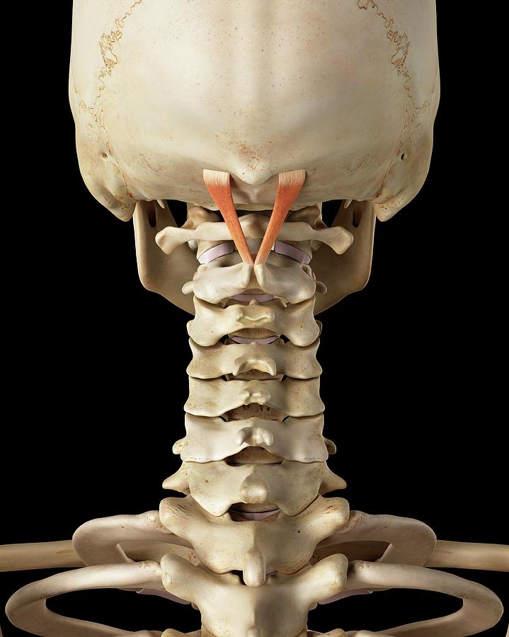 Human Neck Muscles Photograph By Sciepro