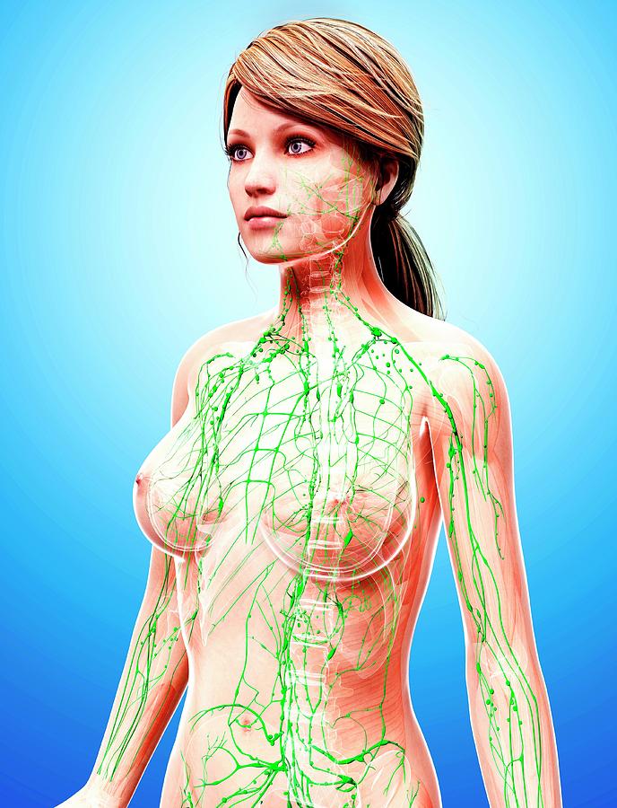 Female Lymphatic System Photograph By Pixologicstudio Science Photo