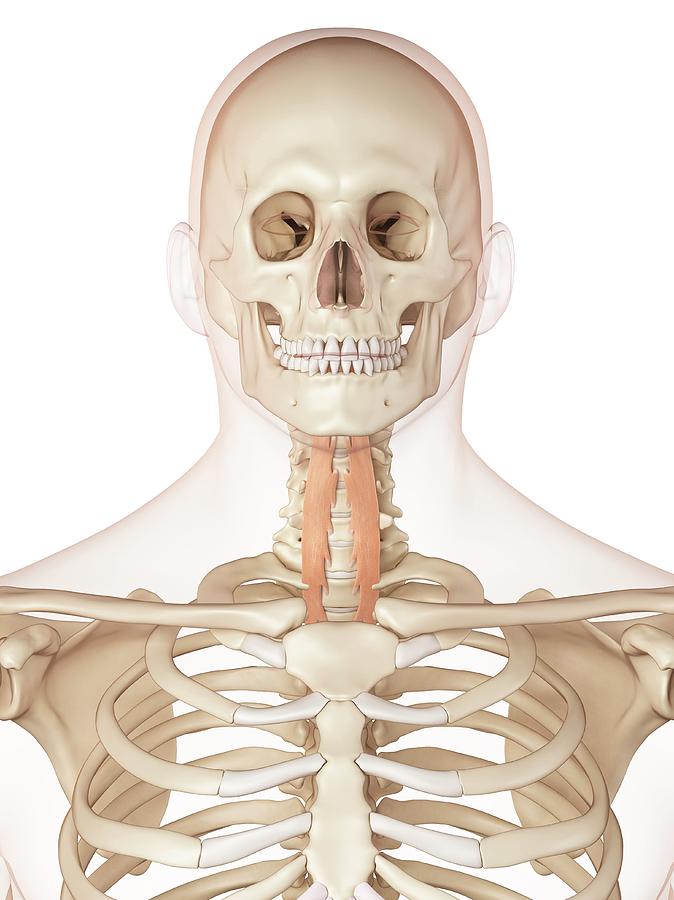 Human Neck Muscles Photograph By Sciepro Pixels