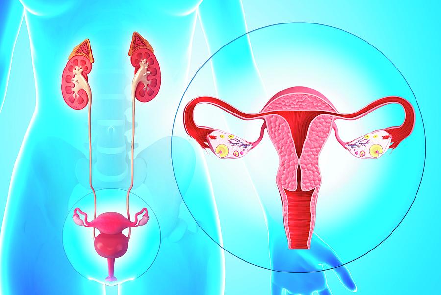 Female Reproductive System Photograph By Pixologicstudio Science Photo Library Pixels