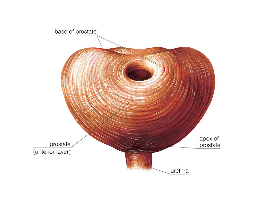 Male Genital System Photograph By Asklepios Medical Atlas Fine Art