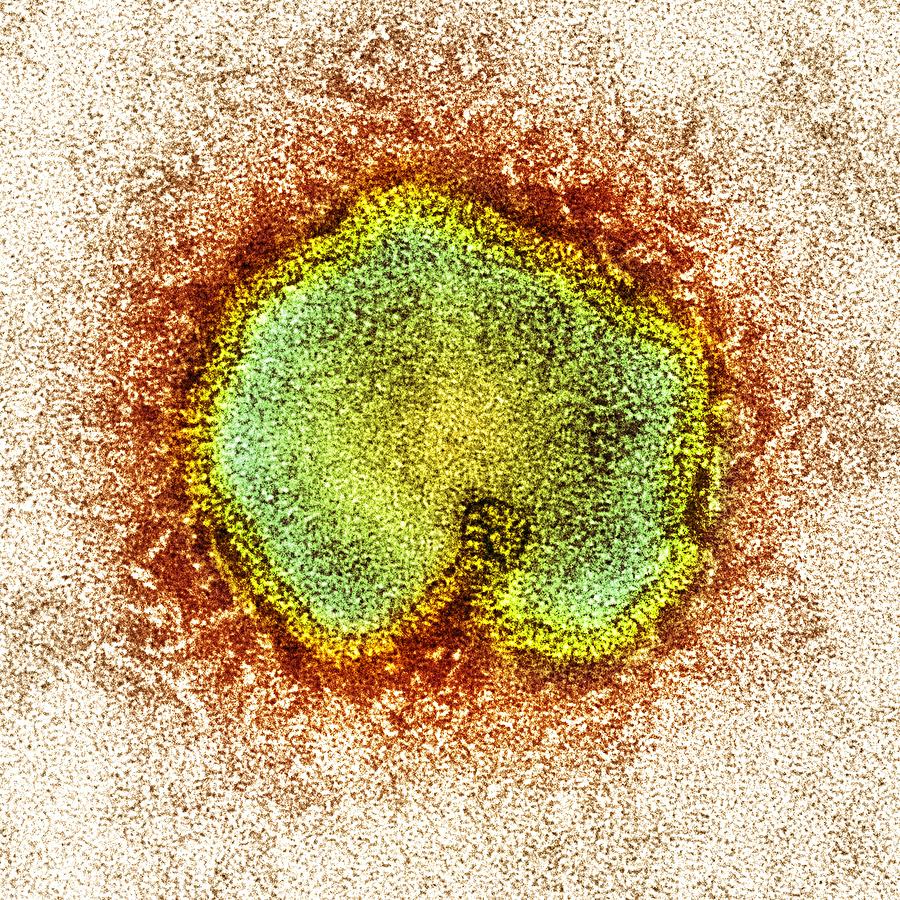 Avian Influenza Virus TEM Photograph By Science Photo Library Fine