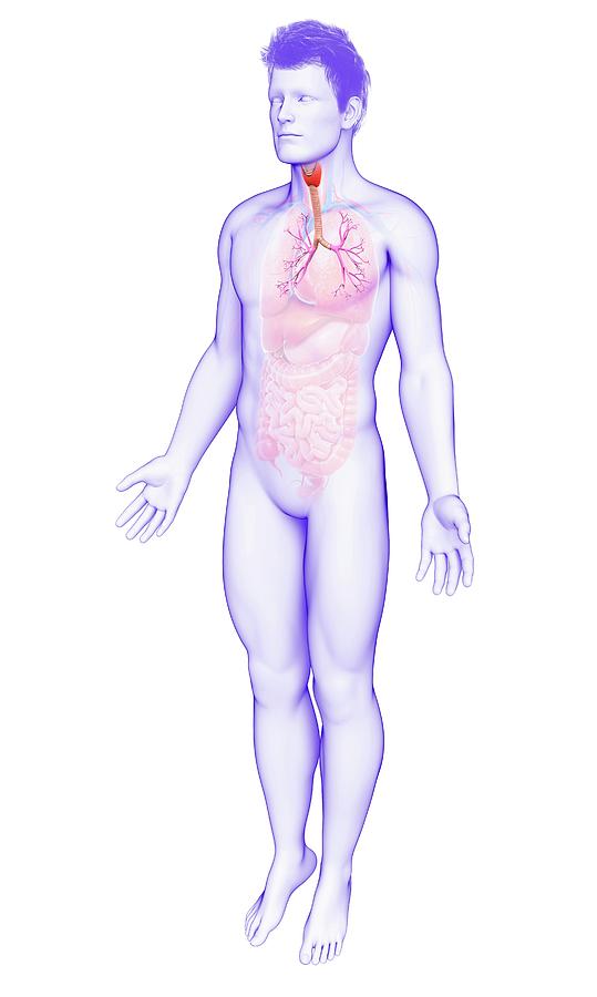 Bronchi Of The Human Lungs By Pixologicstudio Science Photo Library