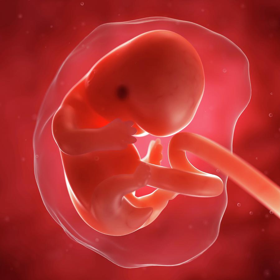 Эмбрион человека 7 недель