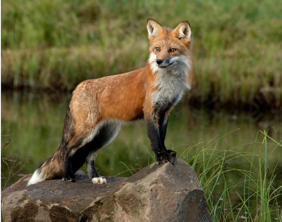 Fox Red Vulpes Fulva Photograph By Carol Gregory