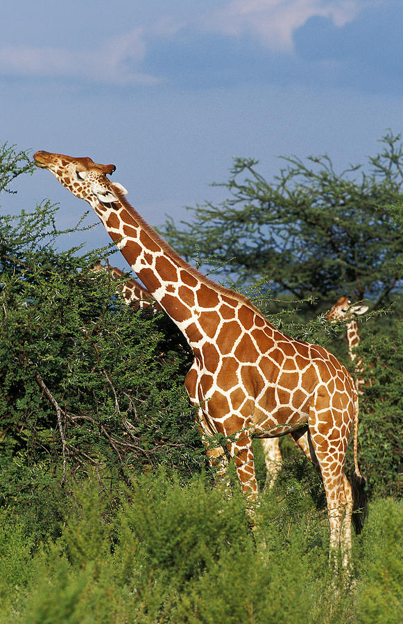 Girafe Reticulee Giraffa Camelopardalis Photograph By Gerard Lacz