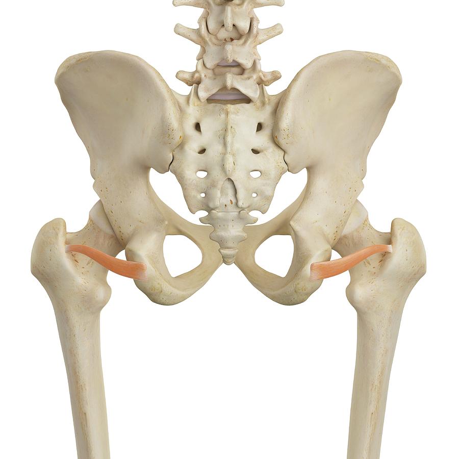 Human Pelvic Muscles Photograph By Sciepro Pixels