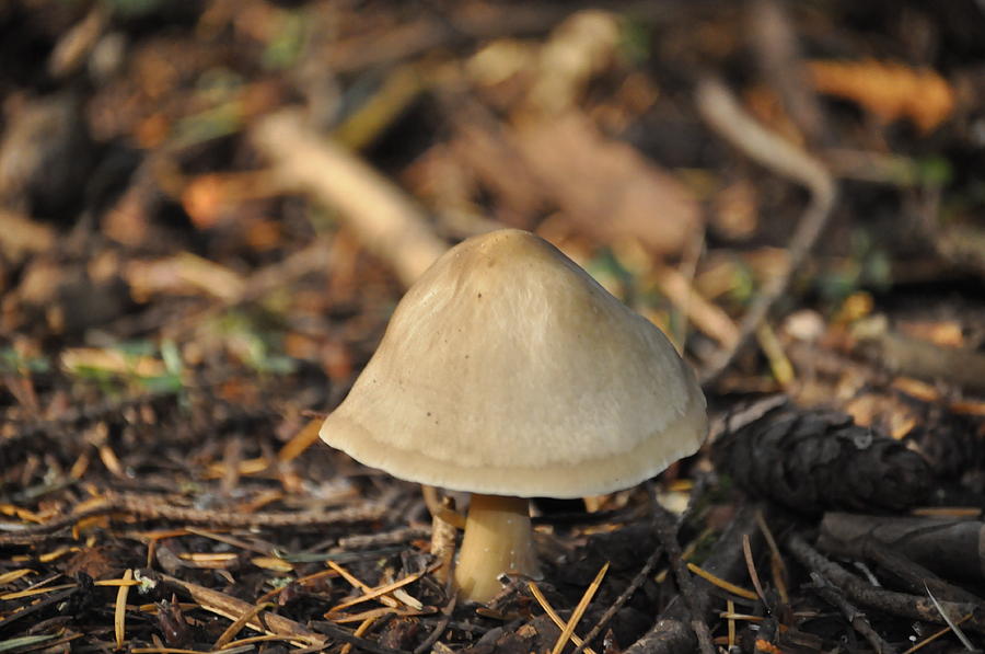  - 7-mushroom-bryan-hanson