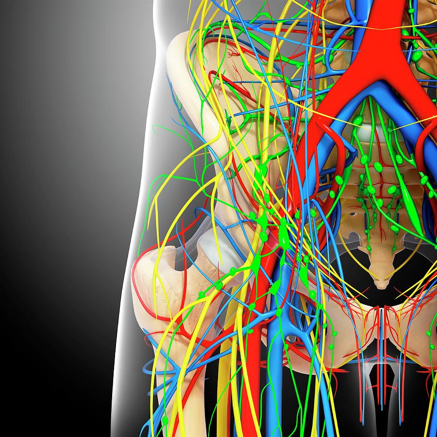 Pelvis Anatomy By Pixologicstudio Science Photo Library