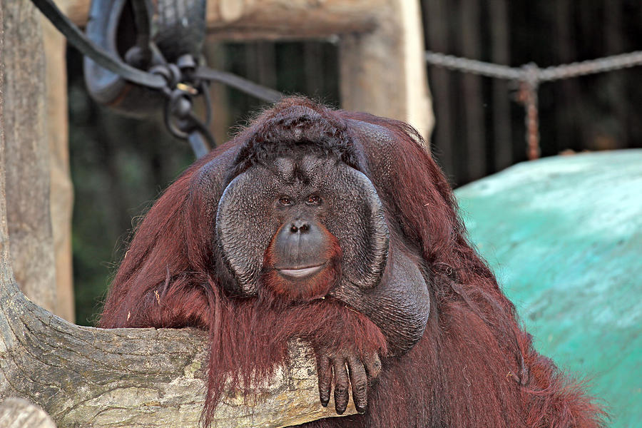 Portrait Of A Large Male Orangutan Photograph By Paul Fell Fine Art