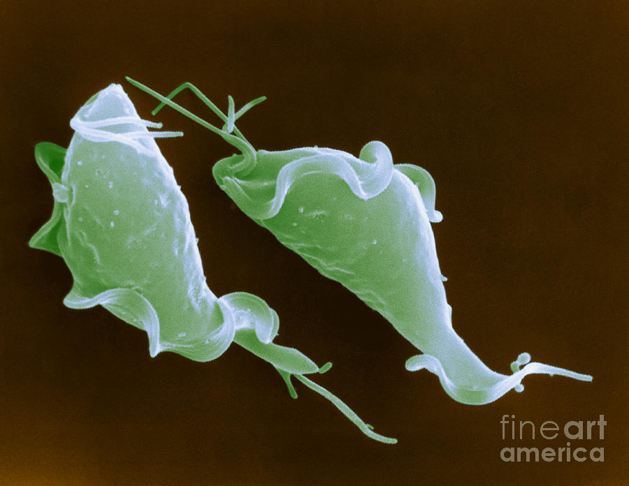 Giardia Lamblia Trichomonas Vaginalis Hot Sex Picture