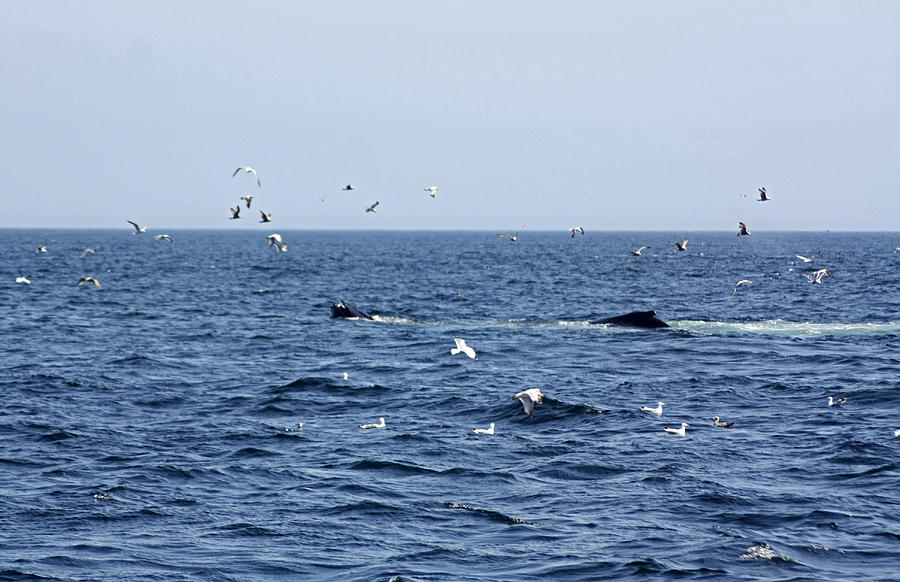 Whale Watching At Stellwagen Bank National Marine Sanctuary Photograph