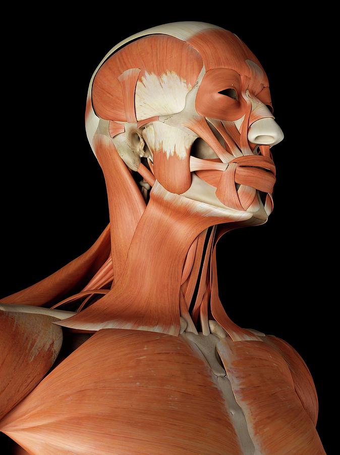 Human Facial Muscles Photograph By Sciepro Fine Art America