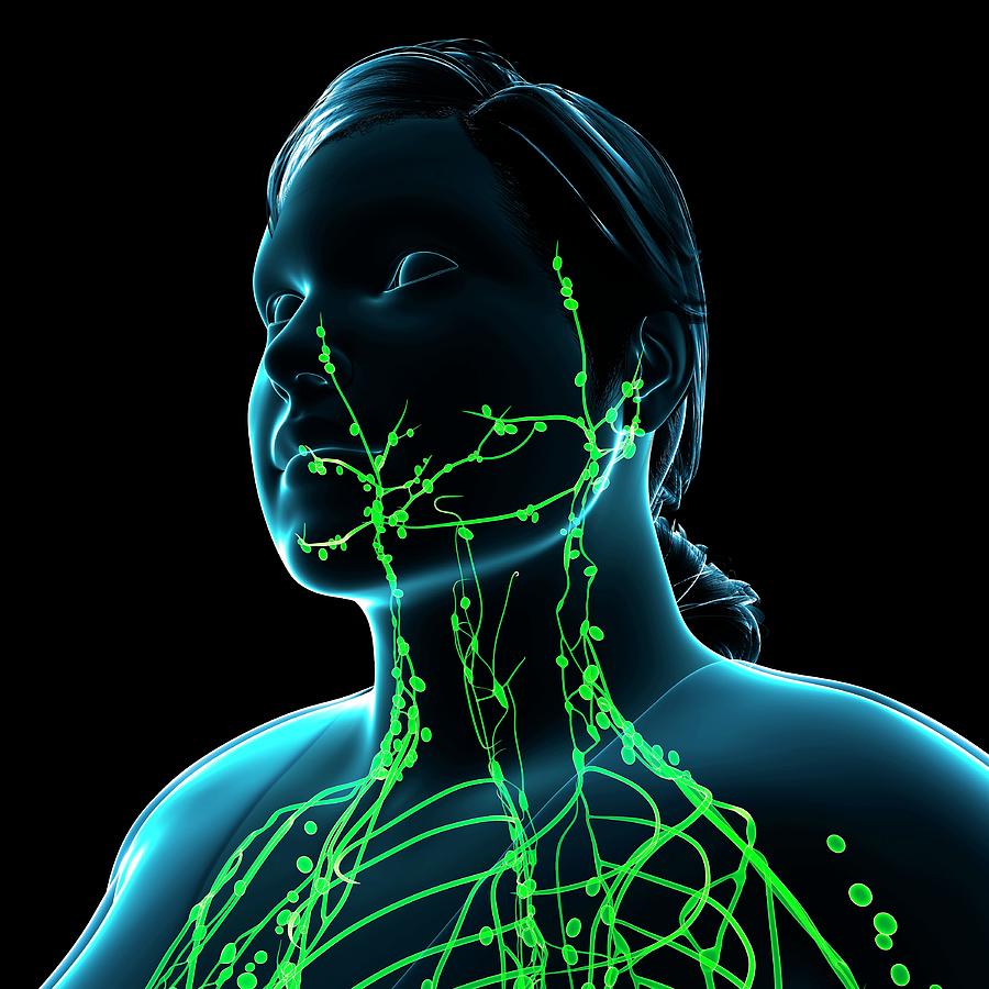 Female Lymphatic System Photograph By Pixologicstudio Science Photo