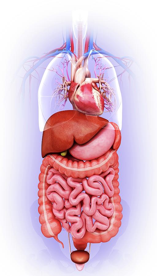 Human Digestive System Photograph By Pixologicstudio