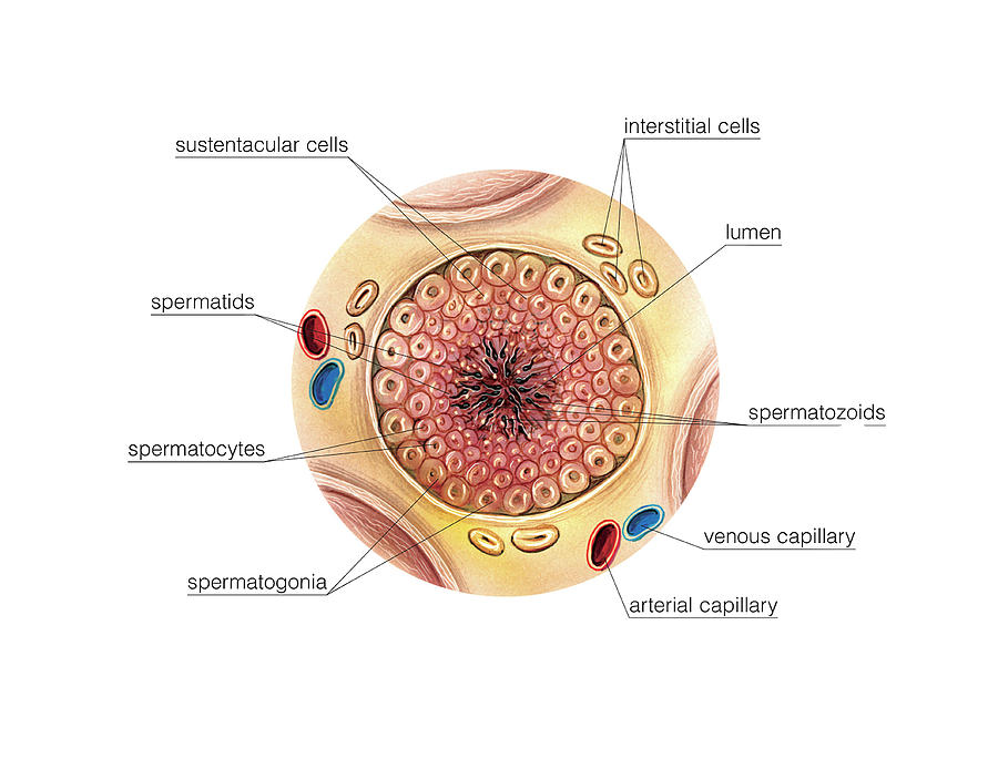 Male Genital System Photograph By Asklepios Medical Atlas Pixels