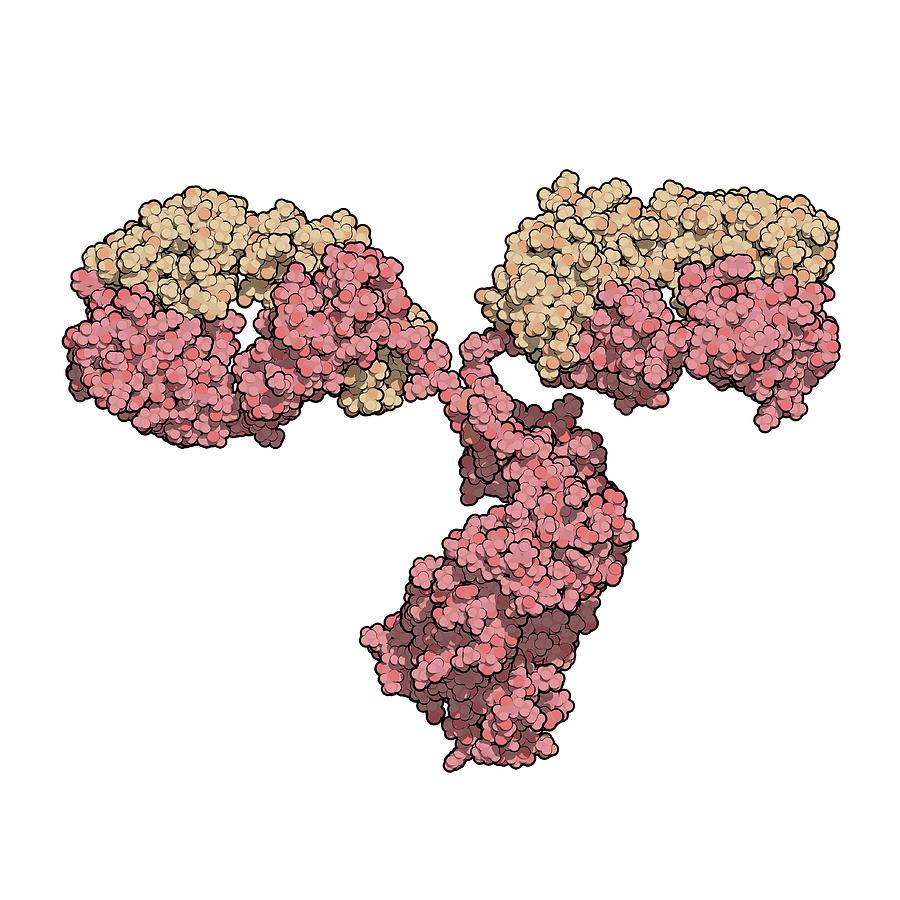 Antibody Molecule Photograph By Molekuul Science Photo Library Pixels