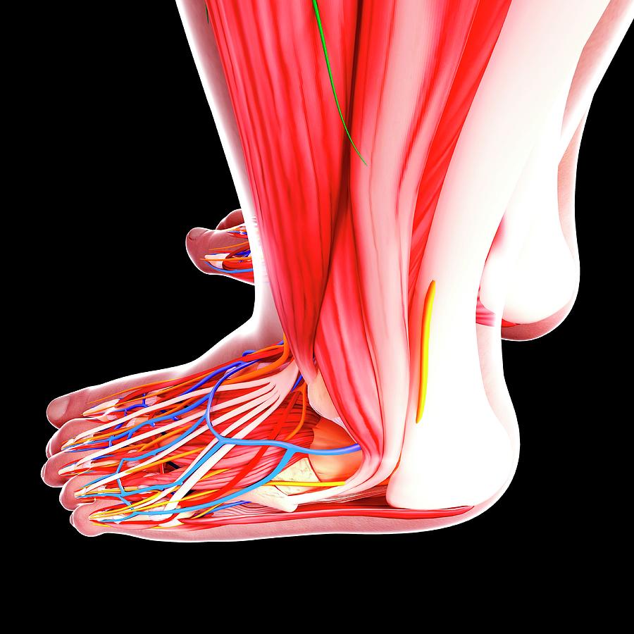 Human Foot Anatomy By Pixologicstudio Science Photo Library