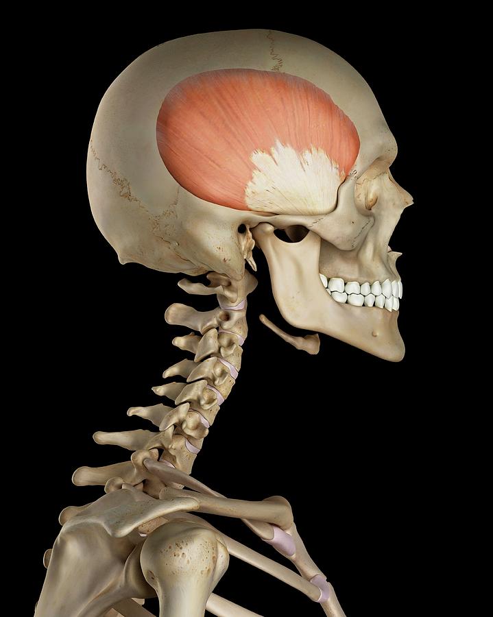 Human Skull Muscles Photograph By Sciepro Fine Art America