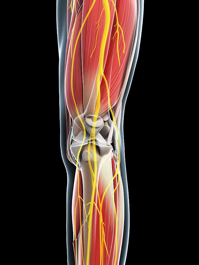 Leg Anatomy Photograph By Sciepro Science Photo Library Pixels