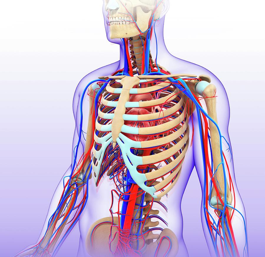 Male Circulatory System Photograph By Pixologicstudio Science Photo