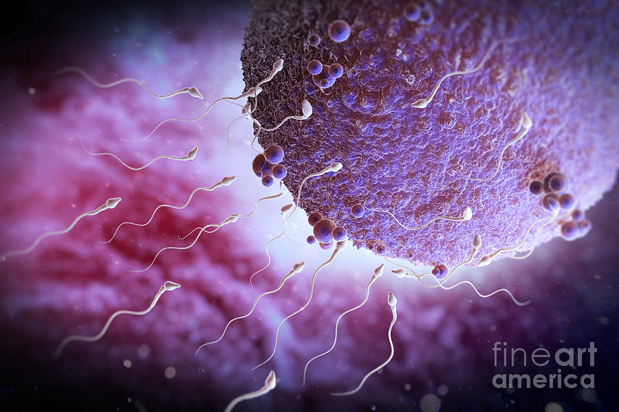 Sperm And Ovum Photograph By Science Picture Co