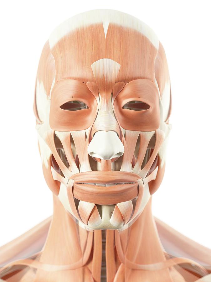 Human Facial Muscles Photograph By Sciepro Pixels