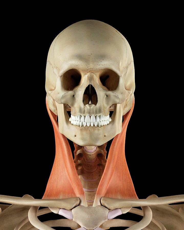 Human Neck Muscles Photograph By Sciepro Pixels