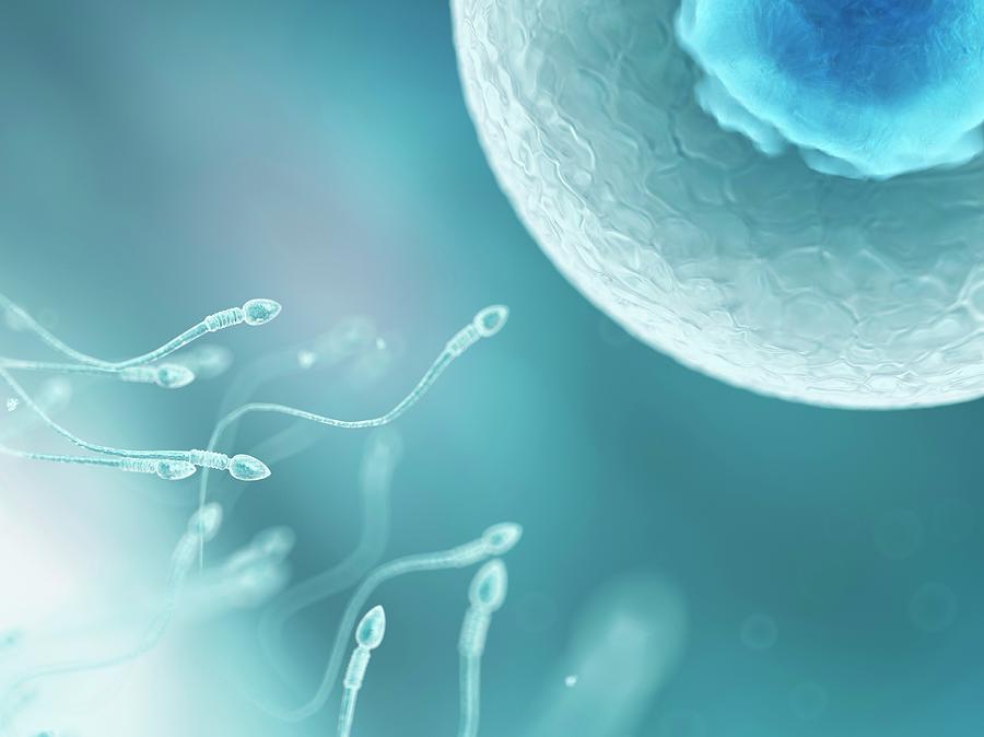 Anitbiotics and sperm