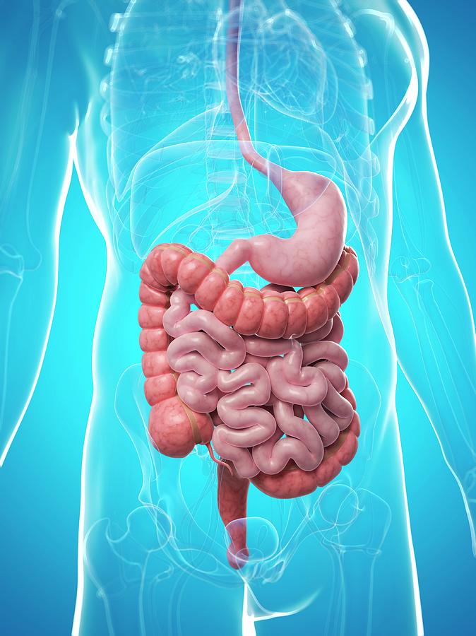 Healthy Digestive System Photograph By Sciepro Science Photo Library