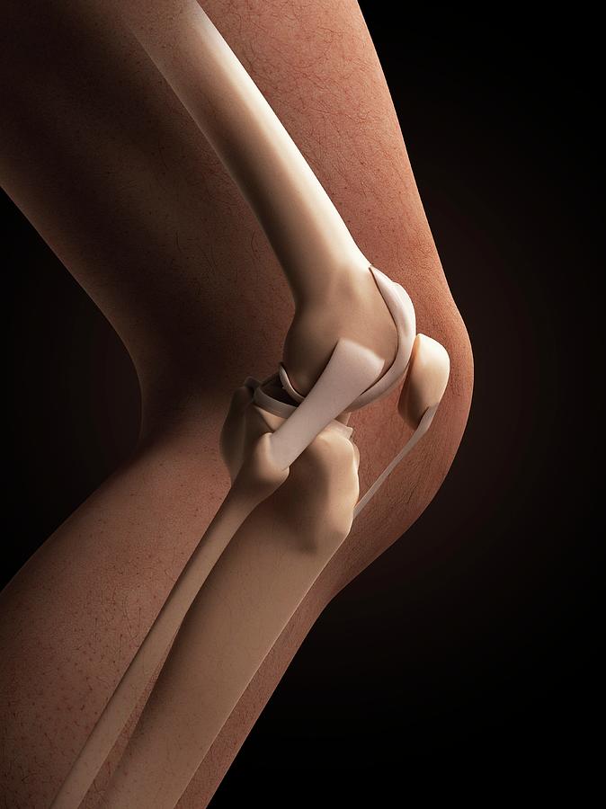 Human Knee Anatomy Photograph By Sebastian Kaulitzki Pixels