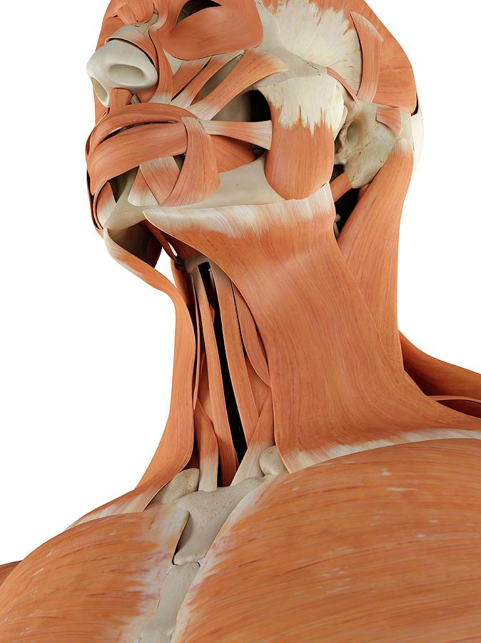 Human Neck Muscles Photograph By Sciepro Fine Art America