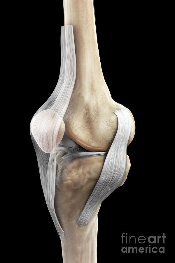 Ligaments In The Right Knee