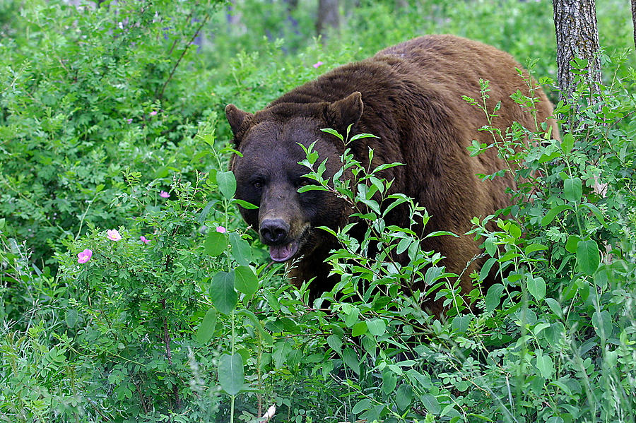 A Bear In The Bush Photograph By Todd Roach