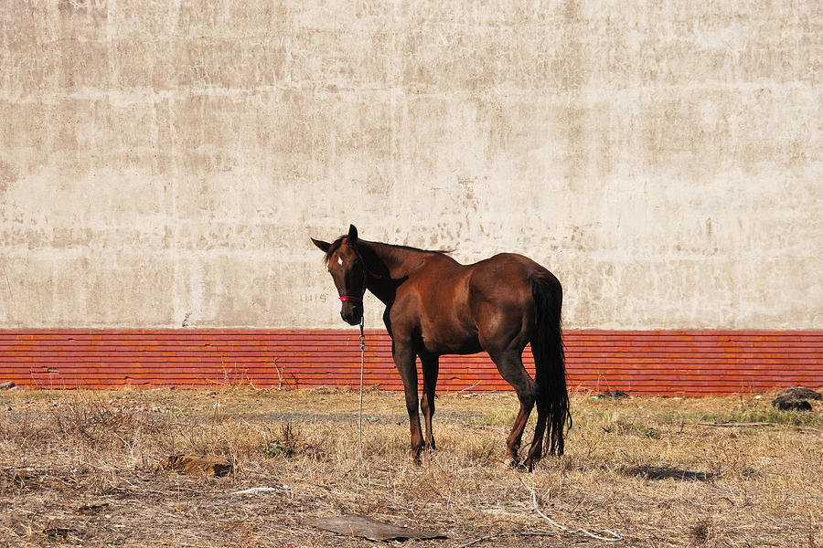  - a-horse-named-luis-luis-esteves