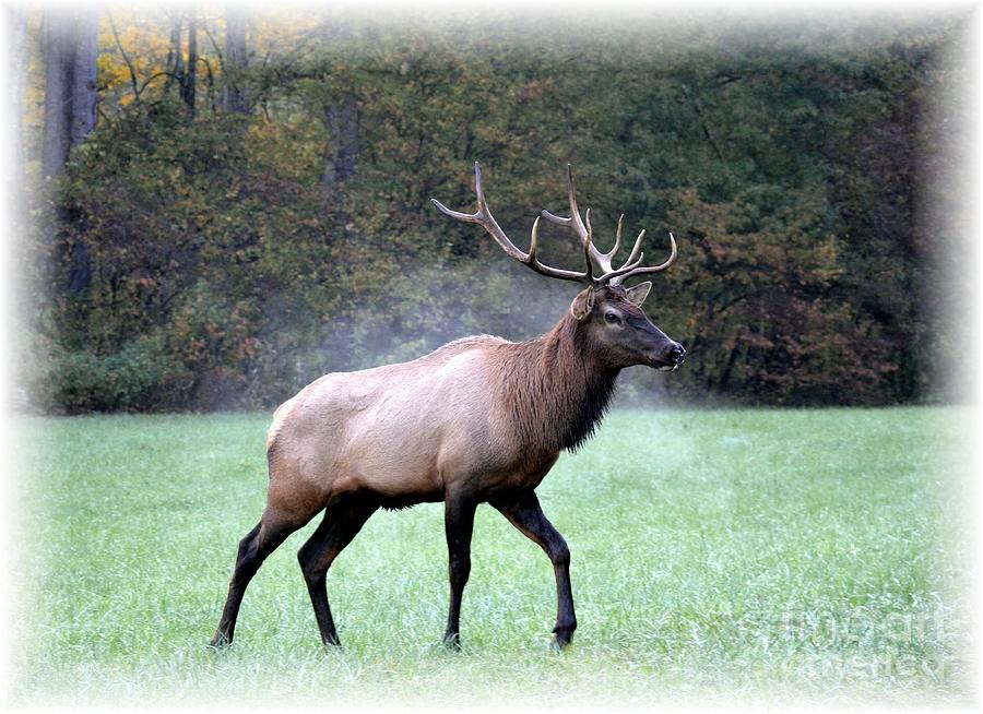 A Majestic Elk Photograph By Mel Steinhauer 4900