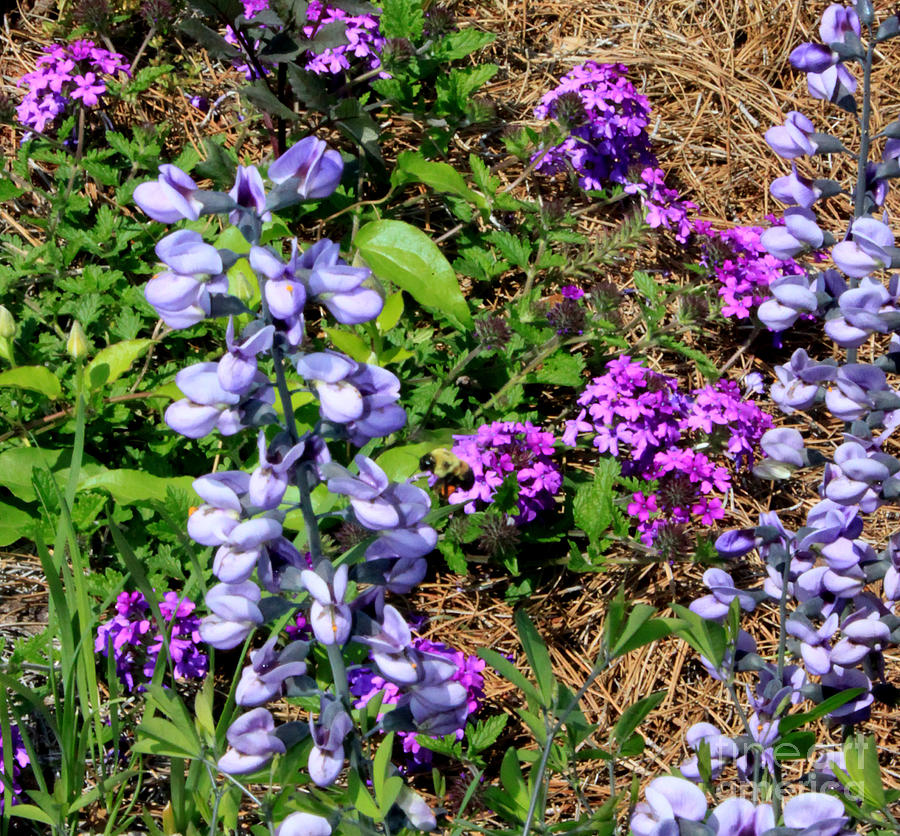 purple flower garden 28 images purple garden flowers identification home decoration plan purple flower garden 28 images purple garden flowers identification home decoration plan