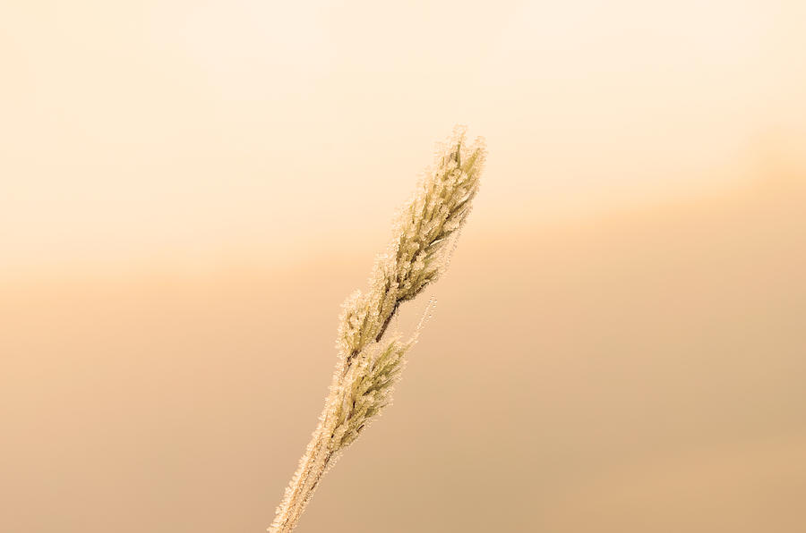 A Wheat