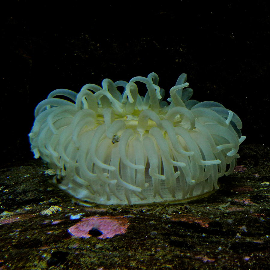 anemone blanca