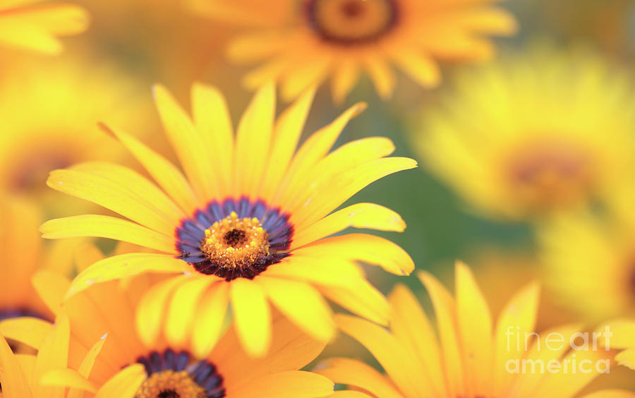 African Daisy Photograph By Neil Overy Pixels