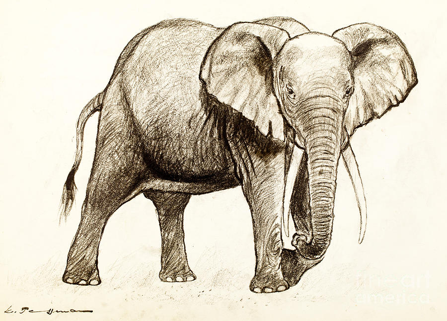 African Elephant Drawing by Kurt Tessmann