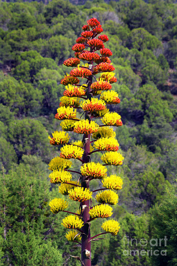 Agave Flowers Photograph By Douglas Taylor