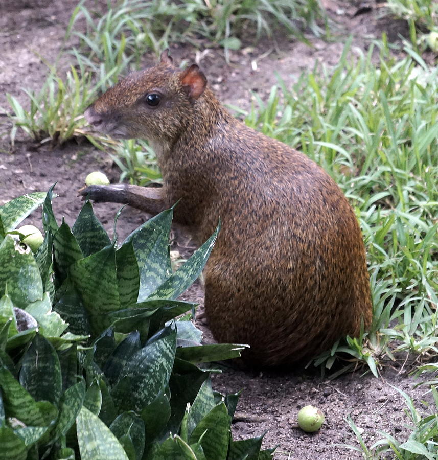  - agouti-eating-rachel-munoz-striggow