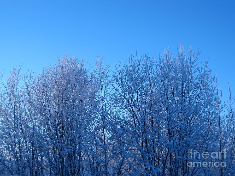  - alaska-sunrise-lighting-willows-in-winter-elizabeth-stedman