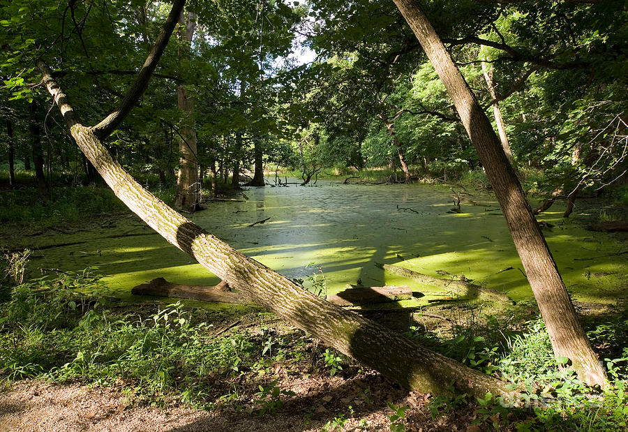  - algae-covered-wetland-glenn-morimoto