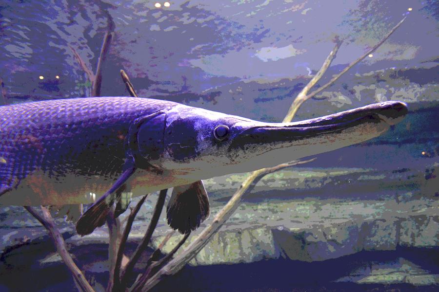 black alligator gar