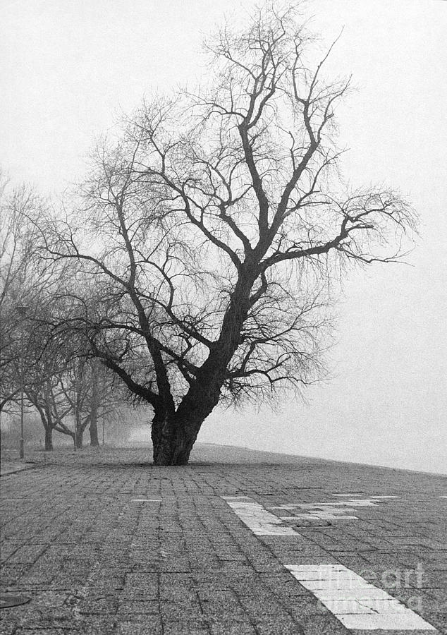 Early Morning Walk In Winter Essay